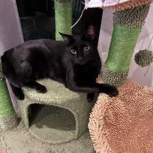 Image of Ollie, Lost Cat