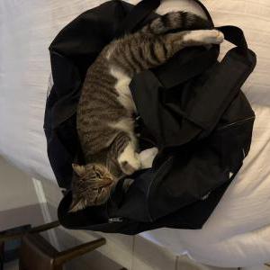 Image of Amy, Lost Cat