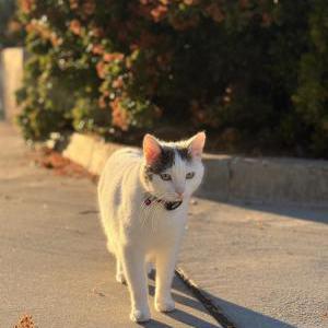 Image of Kiwi, Lost Cat