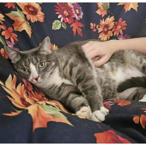 Image of Mellie, Lost Cat