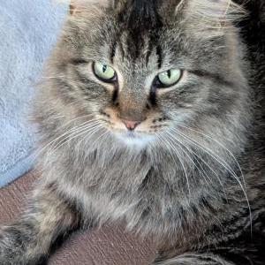 Image of Coco, Lost Cat