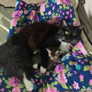 Lost Cat Einstein