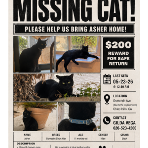 Image of Asher, Lost Cat