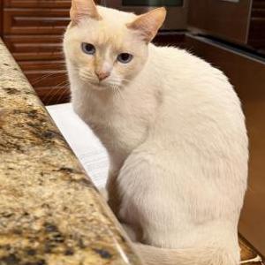 Image of Yuki, Lost Cat