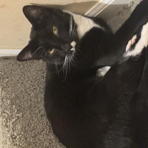 Image of Milfred, Lost Cat