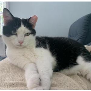 Image of Doris, Lost Cat
