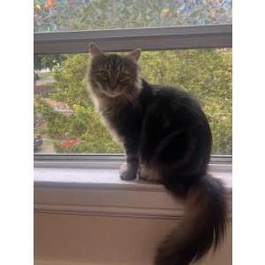 Image of Loki, Lost Cat