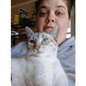 Image of Athena, Lost Cat