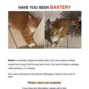 Image of Baxter, Lost Cat