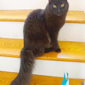 Image of Blackie, Lost Cat