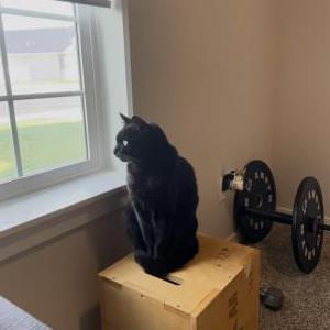 Image of Mojo, Lost Cat