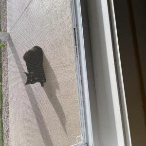 Image of Unknown, Found Cat
