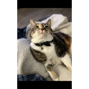 Lost Cat Bella