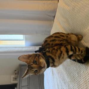Image of Nala, Lost Cat