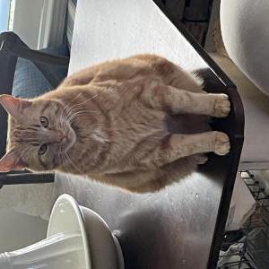 Image of Henri, Lost Cat