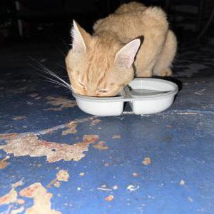Image of Unknown, Found Cat