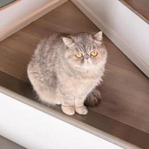 Image of Muffy, Lost Cat