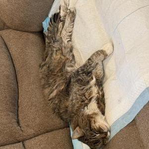 Image of Sesame, Lost Cat