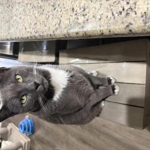 Image of Smokey, Lost Cat