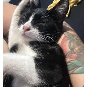 Image of Rocket, Lost Cat