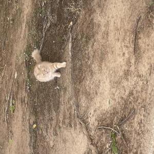 Lost Cat Frito