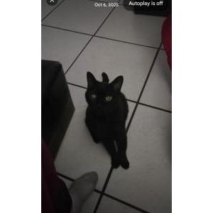 Image of Rasco, Lost Cat