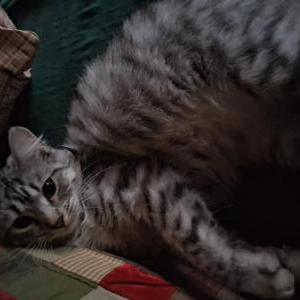 Image of Girdy, Lost Cat