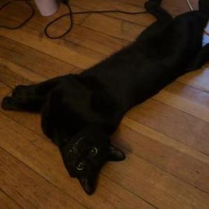 Image of Cashmere, Lost Cat