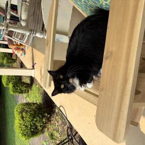 Lost Cat Ginny