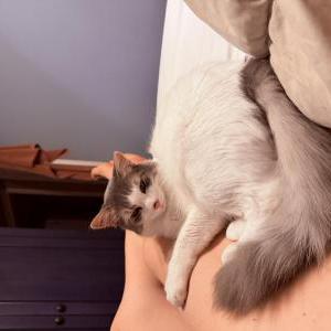 Image of Tato, Lost Cat