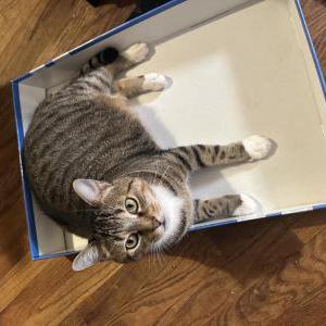 Image of Chapo, Lost Cat