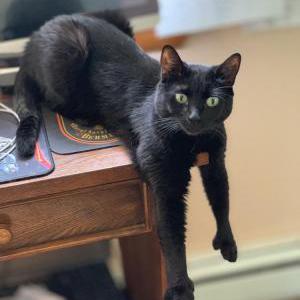 Image of Millie, Lost Cat