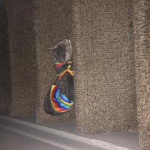 Image of Balina maliani, Lost Cat