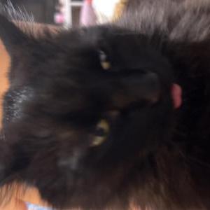 Image of Button, Lost Cat