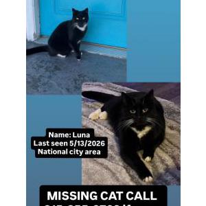Image of Luna, Lost Cat