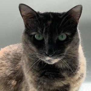 Image of Lulu, Lost Cat