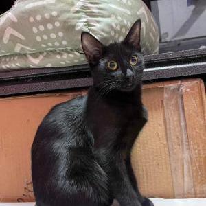 Image of Sarita, Lost Cat