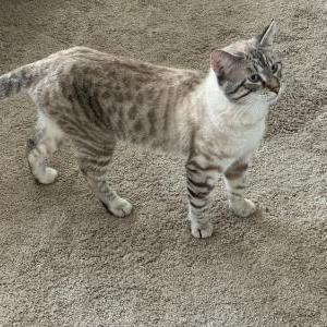 Image of Unknown, Found Cat