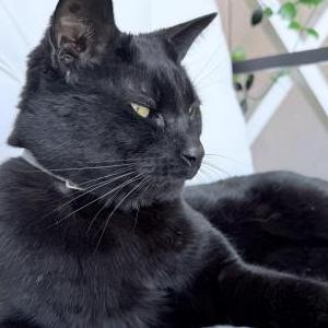 Image of Leo, Lost Cat