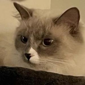 Image of Yue, Lost Cat