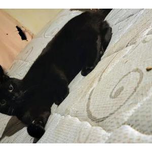 Image of Panther, Lost Cat