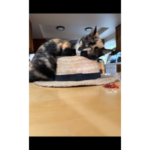 Image of Canela, Lost Cat