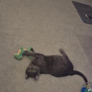 Image of Nebula, Lost Cat
