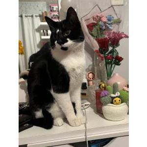 Image of Salem, Lost Cat