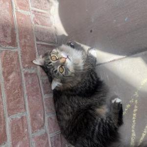 Image of Moon, Lost Cat