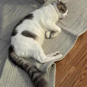 Image of Cardo, Lost Cat