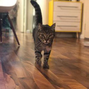 Image of Sir, Lost Cat