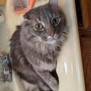 Image of Jake, Lost Cat