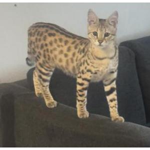 Image of Tokyo, Lost Cat