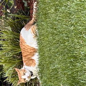 Image of Elton, Lost Cat